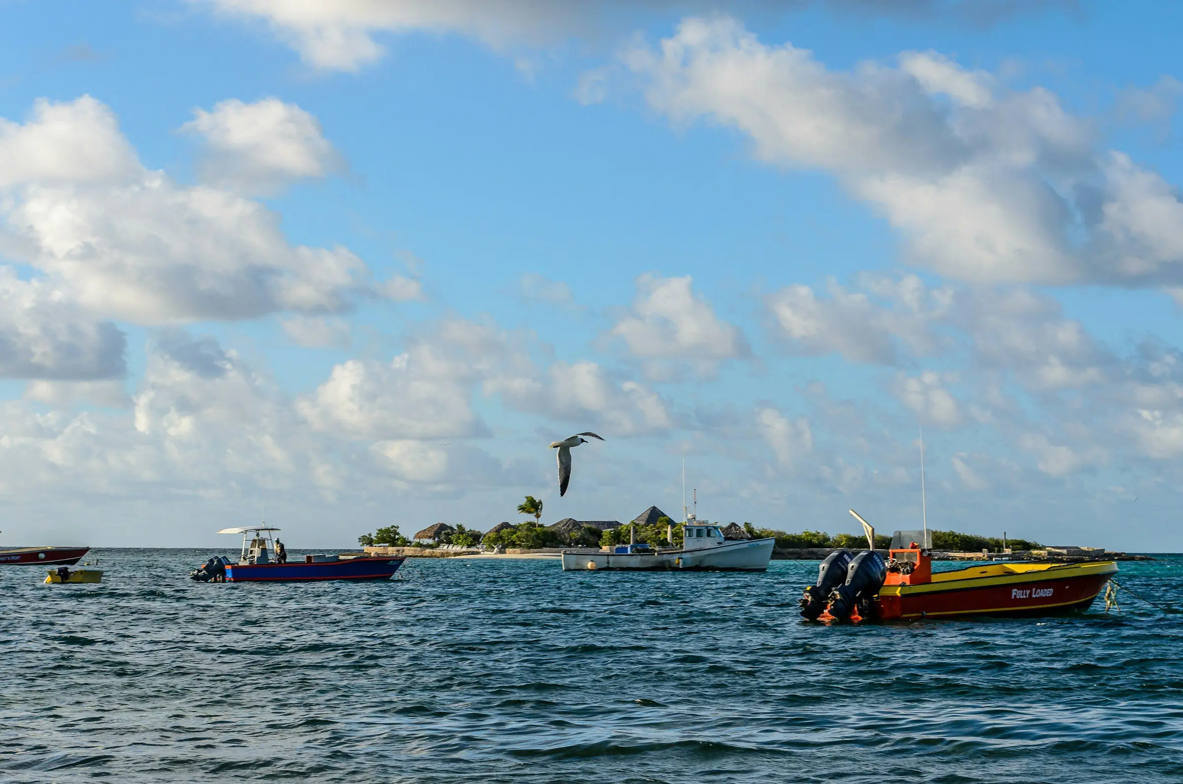 Small boats at anchor off a rocky islet, a pelican gliding overhead